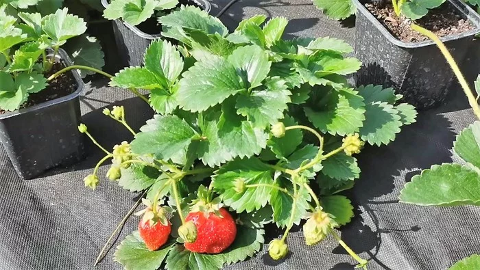 Strawberry summer - My, Strawberry, Strawberry (plant), White strawberries, Garden beds, Berries, Harvesting, Video