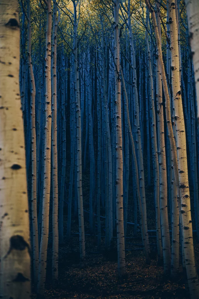 Spooky aspen forest in Arizona, USA - USA, Forest, Aspen