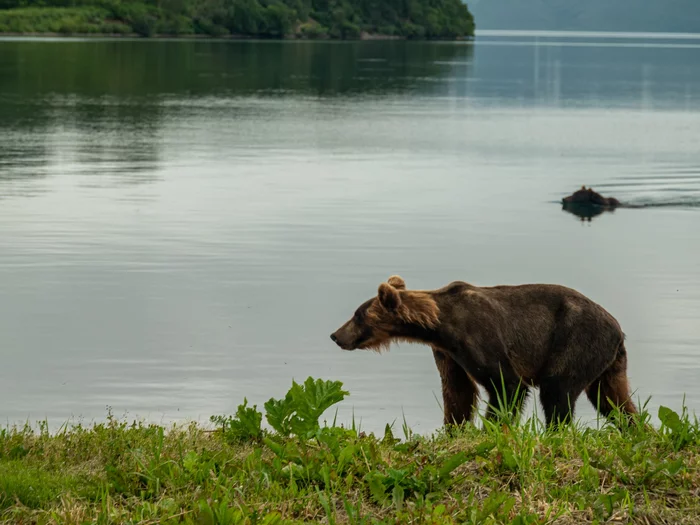 Post #7787360 - The Bears, Brown bears, Wild animals, Sockeye salmon, Kamchatka, Reserves and sanctuaries, Kuril lake, The national geographic