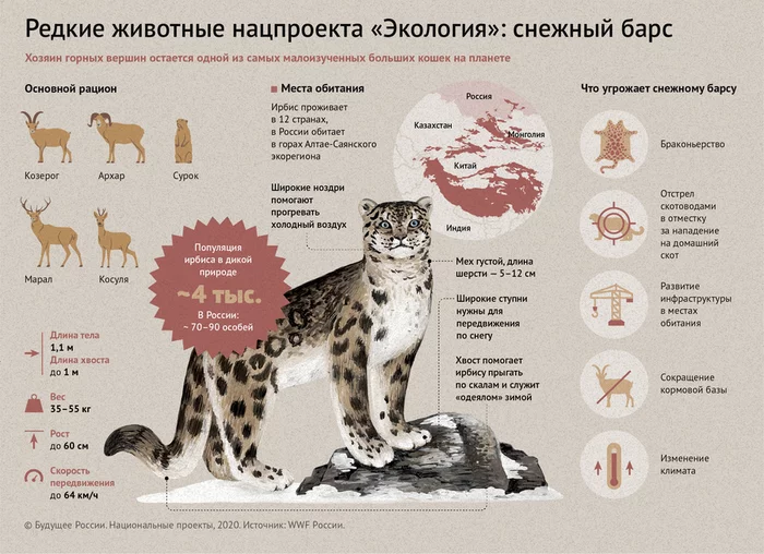 Snow leopard: who threatens the owner of the “roof of the world” - My, Animals, Ecology, Nature, Red Book, Snow Leopard, Longpost