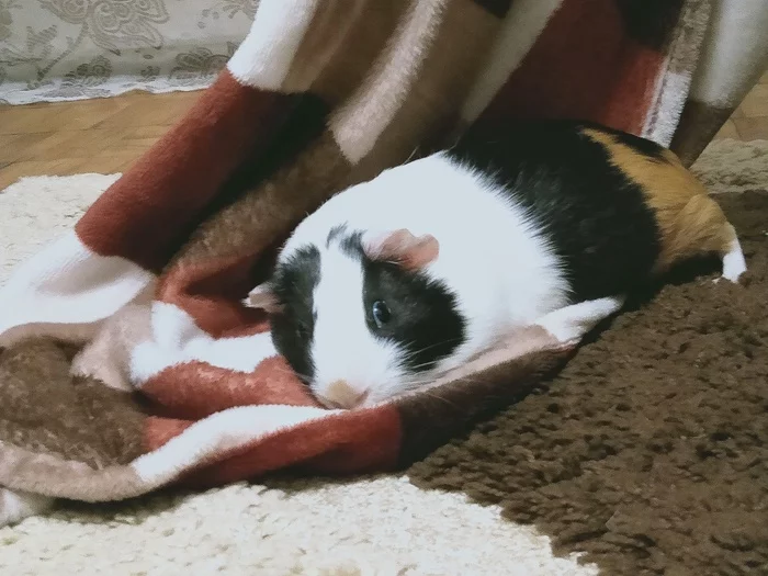 Liquid buddy - My, Guinea pig, Best friend, Pets, Animals