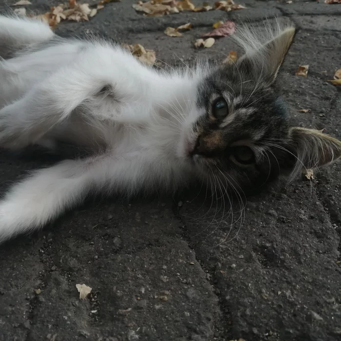 Mariupol! Kitten is looking for a home! - cat, In good hands, Mariupol, Longpost, Kittens, No rating, Homeless animals