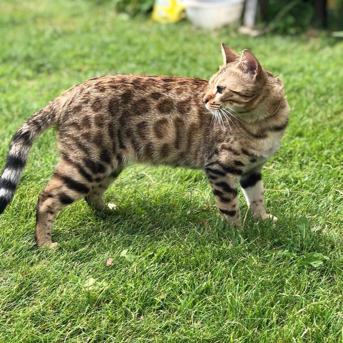 Мой бенгал на природе) - Моё, Домашние животные, Бенгальская кошка, Кот, Фотография, iPhone 8, Природа, Длиннопост