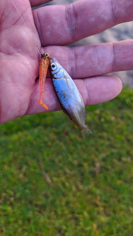 Perches on the outlet - My, Fishing, Perch, Spinning, Longpost