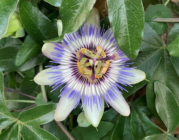 The Magical World of Passiflora - My, Flowers, Hobby, Houseplants, Longpost, Exotic plants, Floriculture, Passionflower