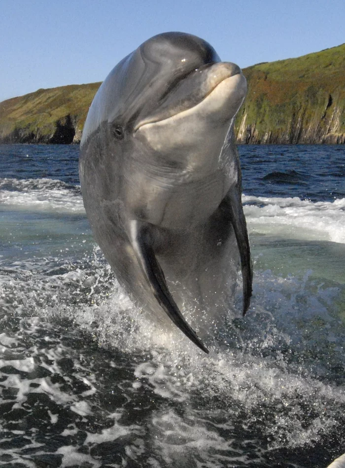 Fangy, live! - Dolphin, Ireland, sights, Tourism, Video, Longpost