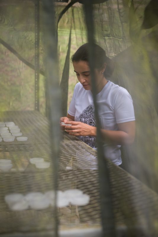 Study Finds Soil Fungi Most Important to Tropical Tree Seed Survival - Mycology, Mushrooms, Mycelium, Mycorrhiza, Longpost