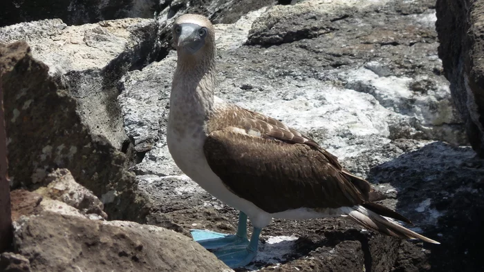 Latin American Checkmark - San Cristobal (10/28/2019) - My, Travels, South America, Budget travel, Tourism, Video, Longpost, Series Latin American Tick 20192020