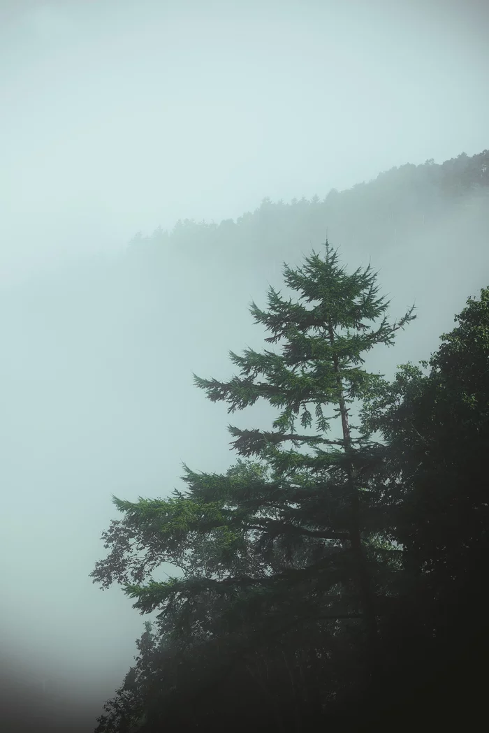 Minimalism of space - My, Nature, The sun, Autumn, Tree, Forest, Atmosphere, Yuzhno-Sakhalinsk, Fog, Minimalism, Silence, Contemplation, Space, Longpost