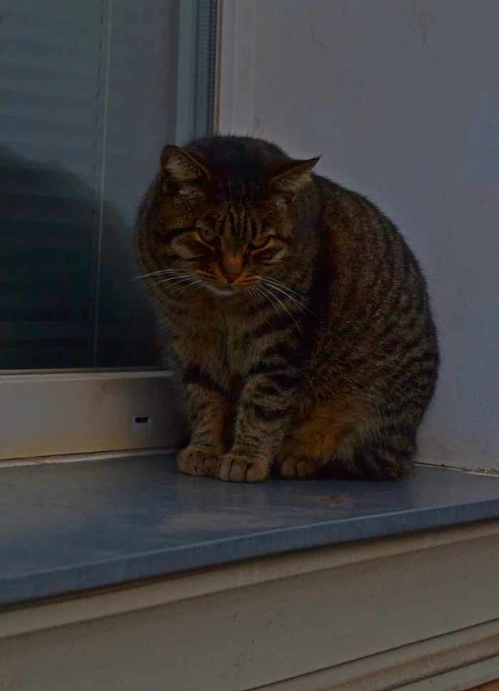 Look at me! - My, cat, The photo, Sight, Усы, Threat, Windowsill, The street, Brutality, Severity
