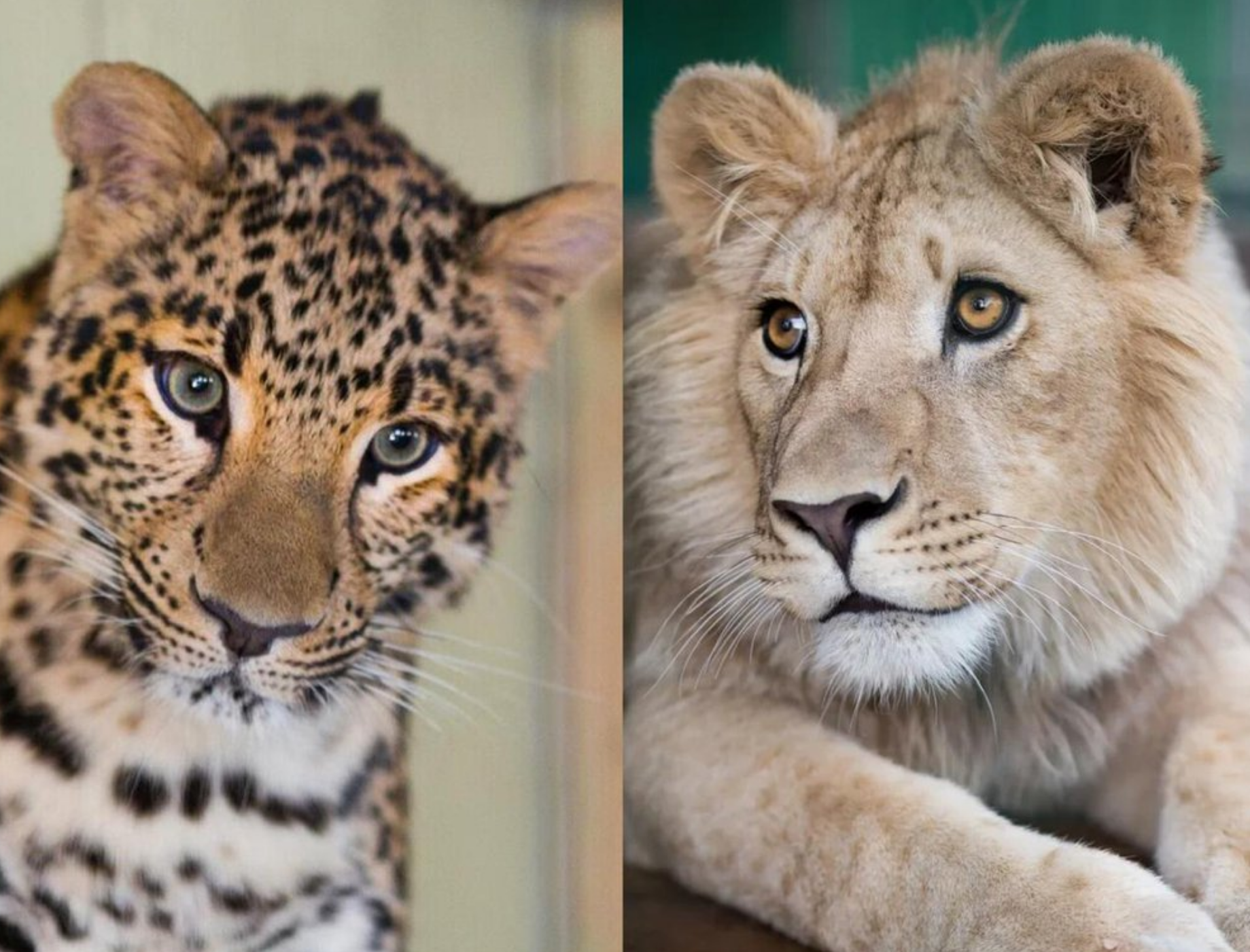 Львенка и леопарда из России впервые репатриируют в Африку! | Пикабу