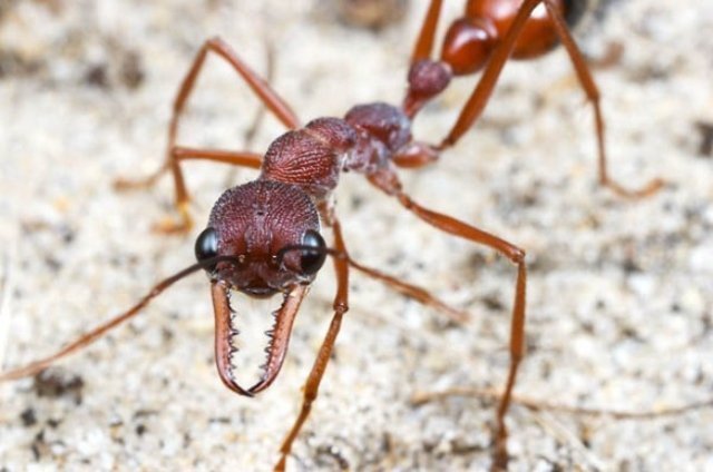 Types of ants in Russia and the world - Ants, Insects, Longpost