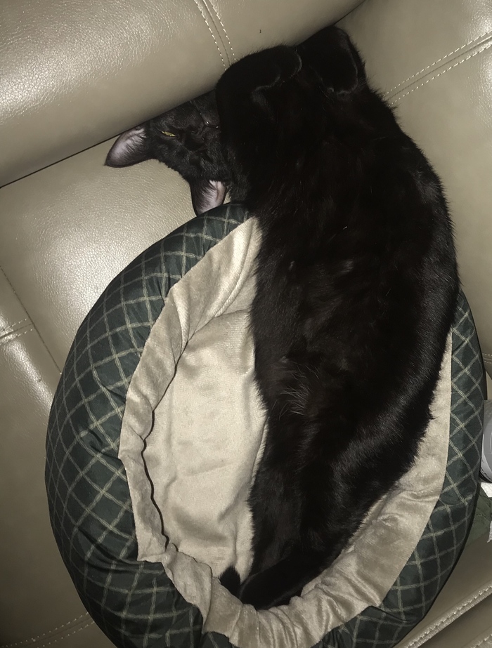 - Кот, тебе удобно?