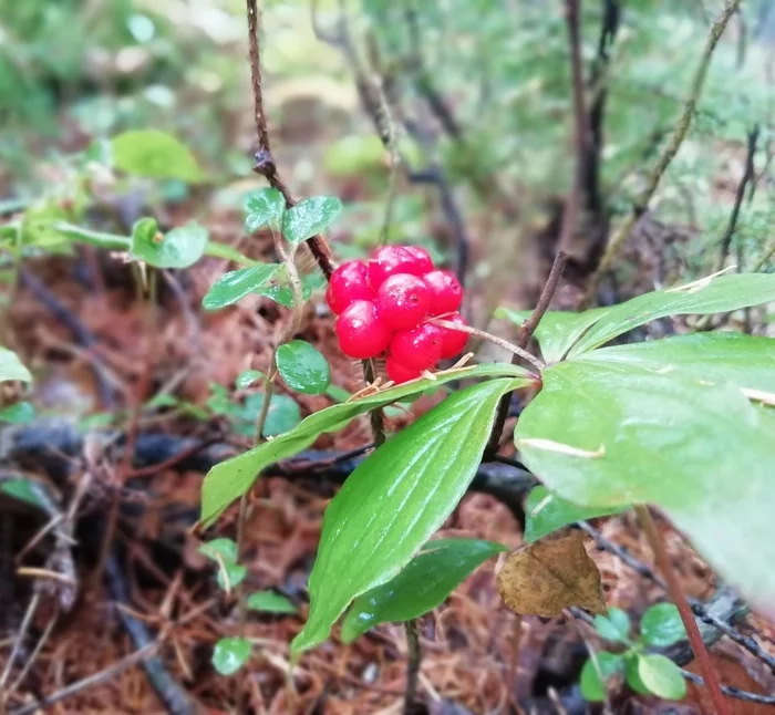 Stone berry - Forest, Nature, Autumn, Berries