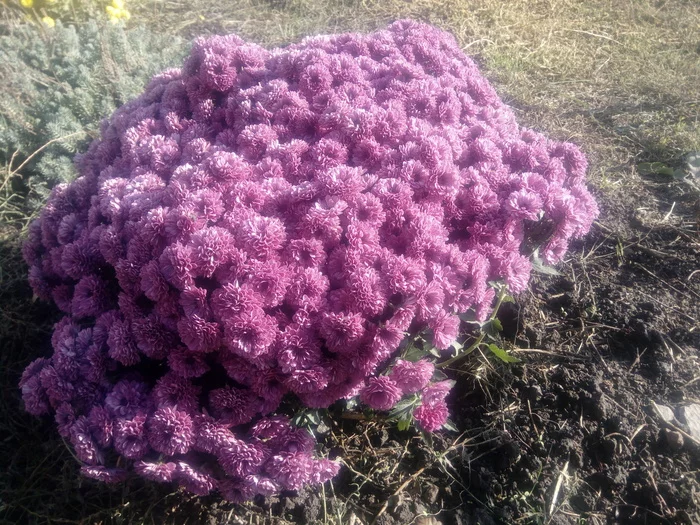 Azov region. November. A little color in the ribbon... - My, Azov, Mood, November, Gardening, Dacha, Longpost, Chrysanthemums