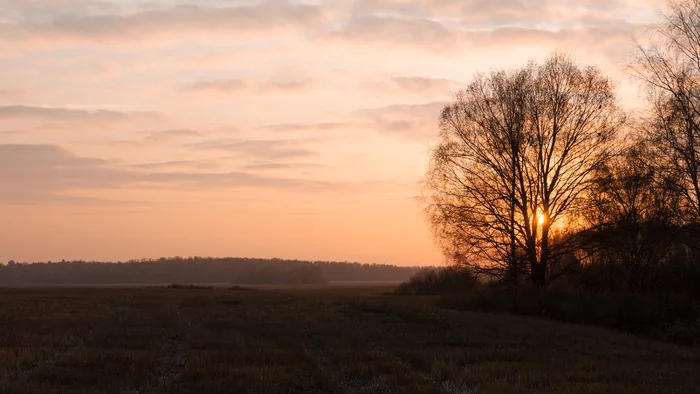 Evening - My, Autumn, Evening, Foliage, Tree, Field, The sun, Sunset, Domodedovo, , Landscape