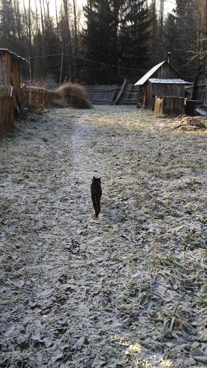 First snow... - My, Snow, cat, Winter