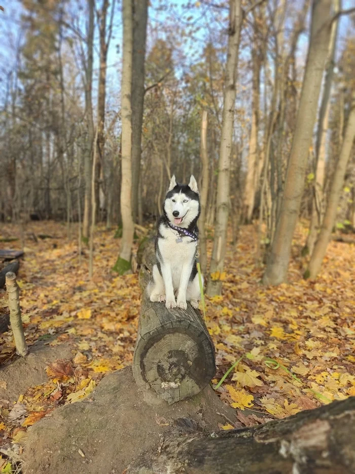 The last warm days of autumn - My, Husky, Autumn, The photo, Dog, Longpost