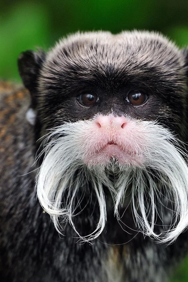 Tamarin. Rocker or Buddhist? - Tamarin, Animals, Monkey, The photo, Longpost