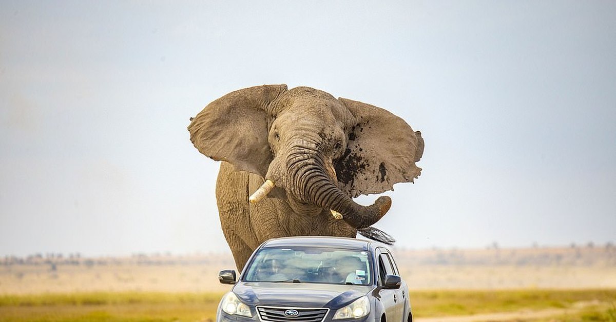 Elephant car