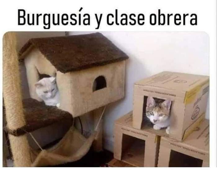 The Spaniards joke: the bourgeoisie and the working class - Humor, cat, Spanish language, Pet house, Box, Picture with text