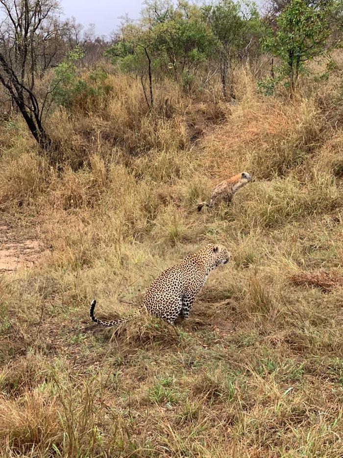 •Do you see the gopher? •Me neither... - Animals, Hyena, Milota, cat, Leopard