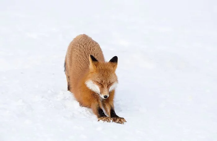 Fox stretches - The photo, Fox, Kamchatka, Instagram, Puffs, Animals