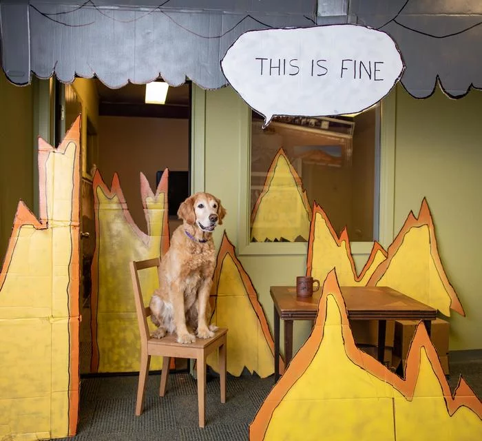 Memes in real life: This is fine - The photo, Memes, This is fine, Animals, Dog, Reality, Reddit