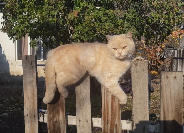 Take photos faster. I can barely hold on! - My, cat, The sun, Warming up