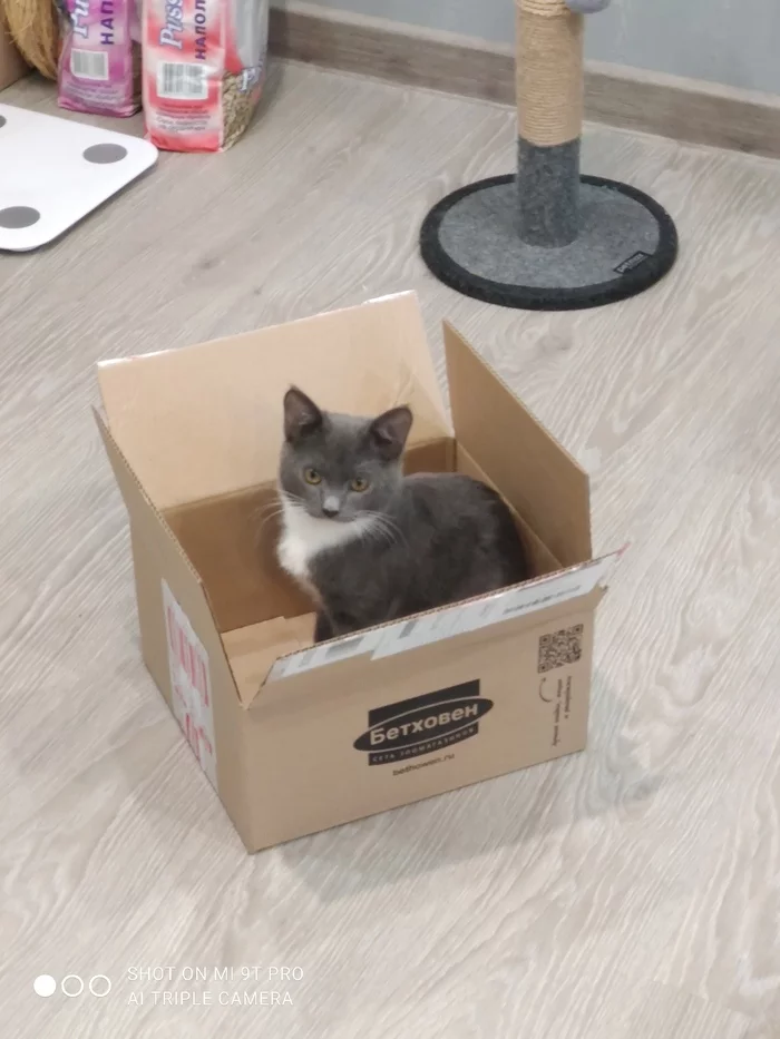 Полный комплект - Моё, Коробка, Кот