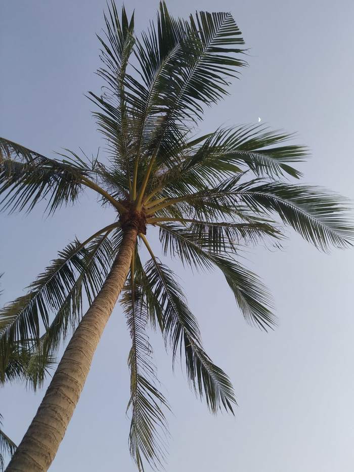 New Year under a palm tree - My, New Year, Travels, Maldives, Zanzibar Island, UAE, Cuba, Palm trees