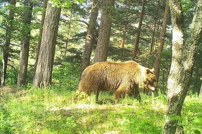 Straw-colored bear on Baikal - The Bears, Brown bears, Unusual coloring, Wild animals, Baikal, Reserve, wildlife, Animals, Reserves and sanctuaries