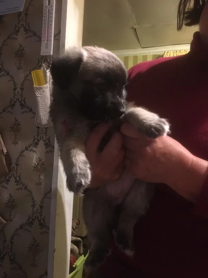 Found a puppy, what breed? - My, Puppies, Dog, Longpost, Foundling, What kind of breed, Question