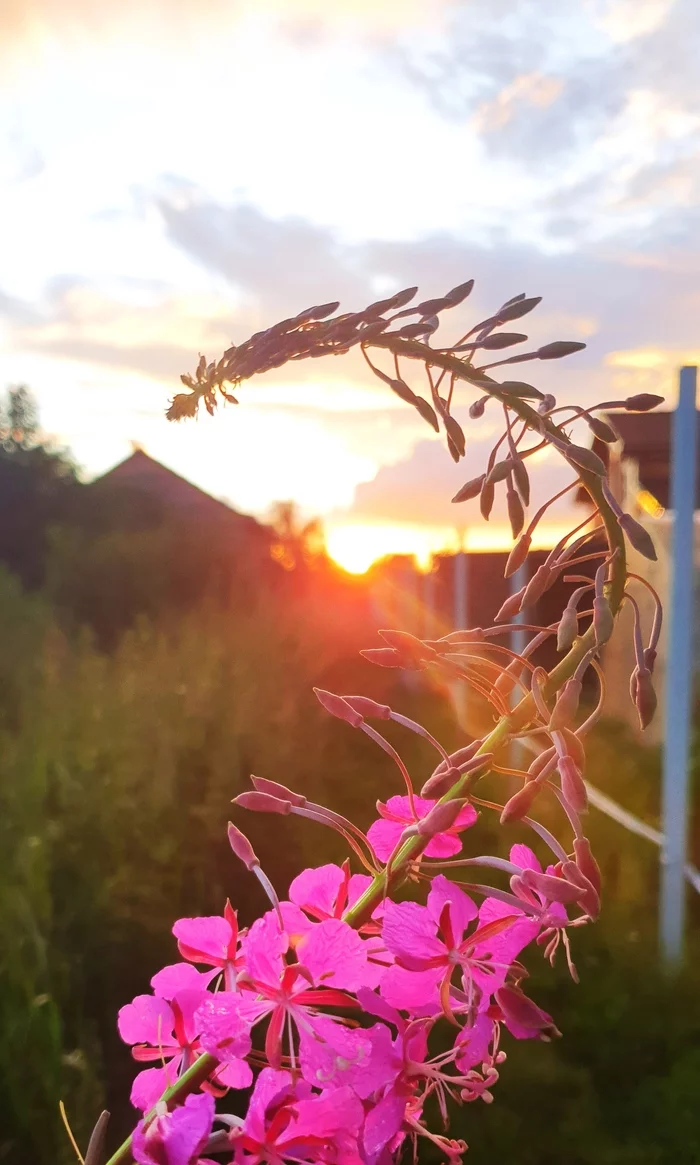 Photo on sneakers - My, Nature, Mobile photography, Sunset, Blooming Sally