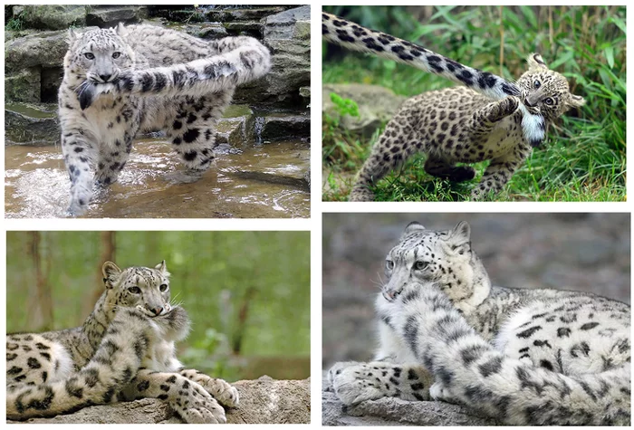 So why does a snow leopard chew its tail? - Snow Leopard, Animals, The photo, Video, Longpost, Big cats, Tail, Cat family, Predatory animals, Wild animals