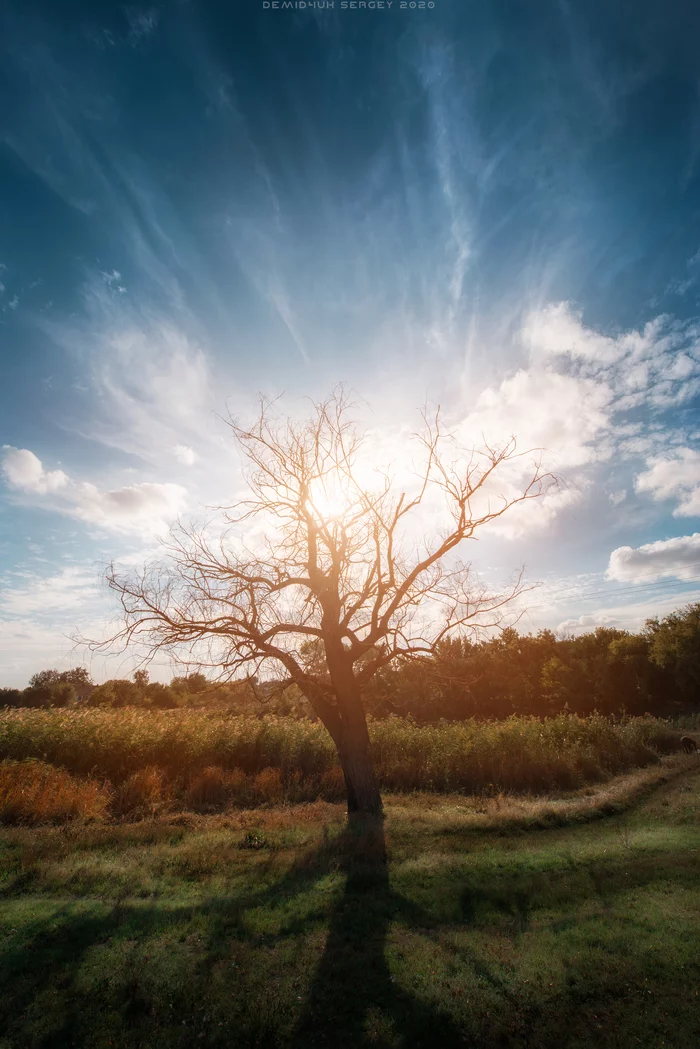 Contrast evening) - My, The photo, Nature, Landscape, Tree, Color, Autumn, Deadwood