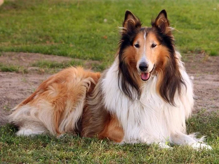 Dogs - Collie, Dog