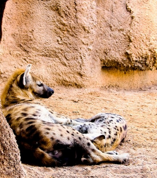 Just a mother feeding her baby... - Hyena, Spotted Hyena, Young, Feeding, Wild animals, The photo