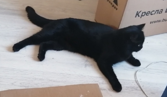 Continuation of the post “Cat found. I'm asking for advice on overcoming stress. - My, No rating, Found a cat, Novoye Devyatkino, Stress, British cat, cat, Reply to post, Longpost, Black cat