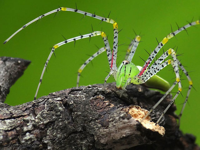 Macro photography - The photo, Macro photography, Longpost, Insects, Arthropods, Spider, Mantis, Snail, Ants, Butterfly