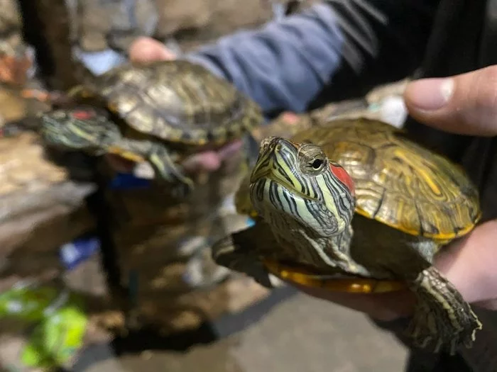 Two red-eared turtles were found among the waste at a waste sorting complex - Ulyanovsk, Ulyanovsk region, Find, Milota, Positive, news, Turtle, Thank you, The rescue