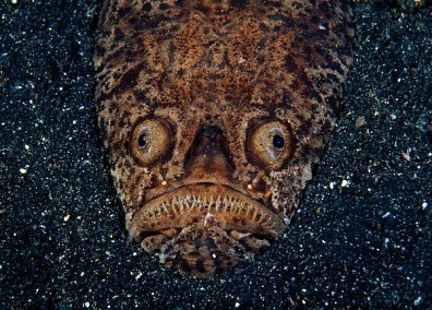 Several creepy inhabitants of the deep sea. Part 1 - Ocean, Sea, Inhabitants, The photo, Longpost, Animals