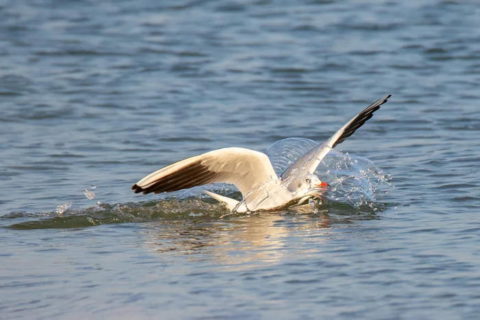 Breaking the wave... - Birds, Seagulls, Azov sea, The national geographic, The photo, Ornithology, Ornithology League