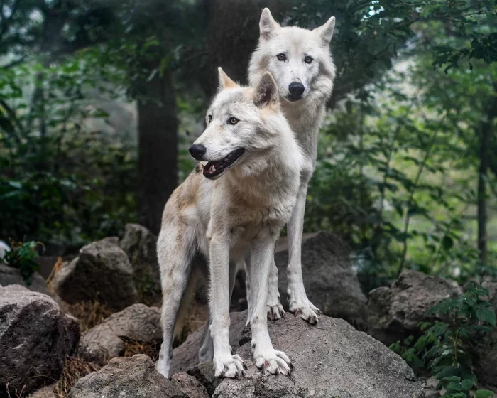 Only two wolves were counted in the forests of the Tambov region! - Wolf, Tambov Wolf, Wild animals, Predator, Symbols and symbols, Tambov Region, Extinction, The national geographic