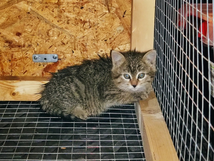 что делать с диким котенком. Смотреть фото что делать с диким котенком. Смотреть картинку что делать с диким котенком. Картинка про что делать с диким котенком. Фото что делать с диким котенком