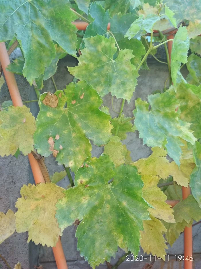 What's wrong with grapes and how to treat them? - My, Grape, Almond, Avocado, Disease, Gardening, Garden, Help, Question, Longpost