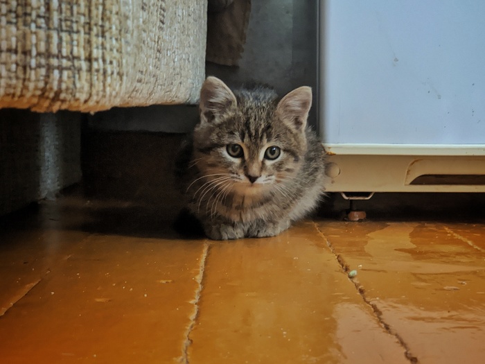 что делать с диким котенком. Смотреть фото что делать с диким котенком. Смотреть картинку что делать с диким котенком. Картинка про что делать с диким котенком. Фото что делать с диким котенком