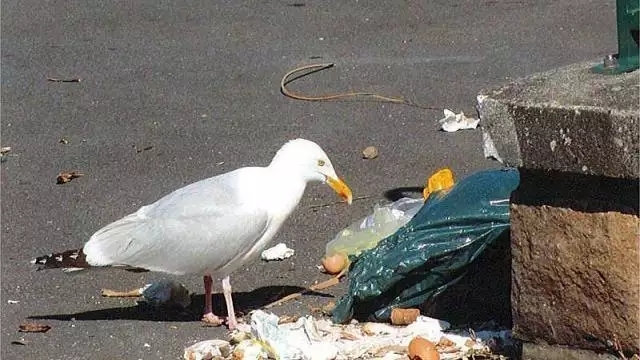 Take the first step - My, Garbage, Boulogne, With your own hands, Example, First step, Cleaning, Volunteers, France, Longpost