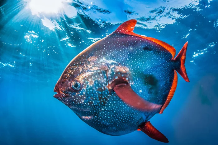 warm-blooded fish - A fish, , Unusual, Longpost