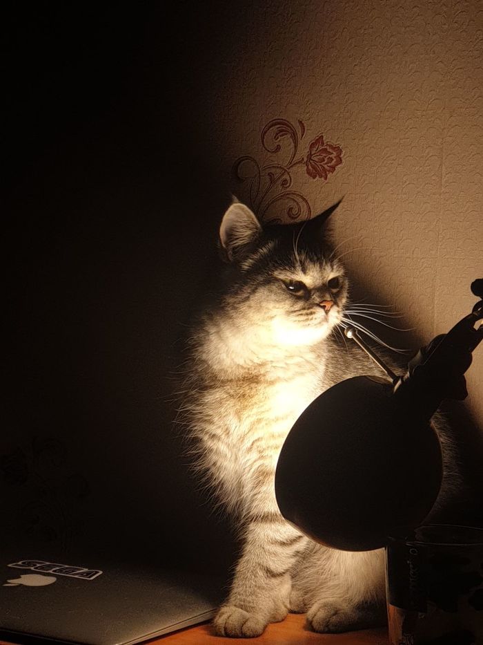 ������ ���